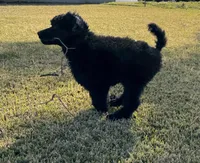 Arriving soon!- Latte, a  Poodle - Standard  for sale in Nederland, TX – 3 of 6