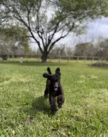 Accepting Deposits!-Macchiato, a  Poodle - Standard  for sale in Nederland, TX – 4 of 7