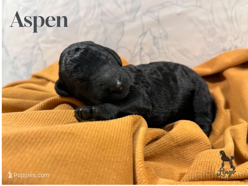 Aspen – Poodle - Standard  puppy for sale in Nederland, TX