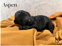 Aspen, a male Poodle - Standard  for sale in Nederland, TX – 1 of 7