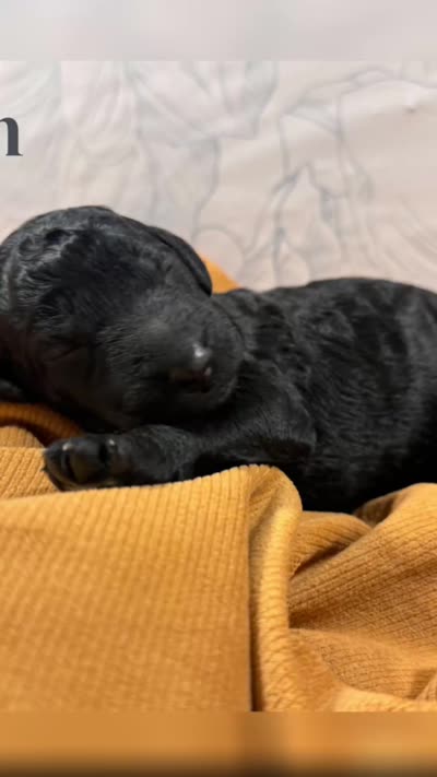 Accepting Deposits!-Copper, a male Poodle - Standard  for sale in Nederland, TX – 9 of 9