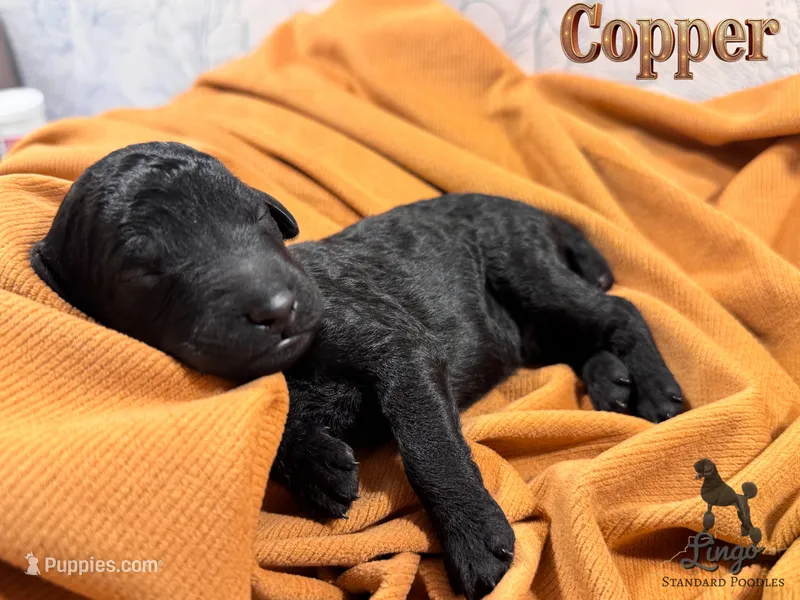 Accepting Deposits!-Copper – Poodle - Standard  puppy for sale in Nederland, TX