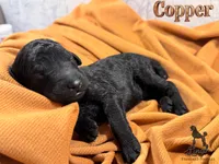Accepting Deposits!-Copper, a male Poodle - Standard  for sale in Nederland, TX – 1 of 9