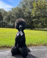 Accepting Deposits!-Macchiato, a  Poodle - Standard  for sale in Nederland, TX – 7 of 7