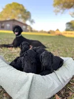 Arriving soon!- Latte, a  Poodle - Standard  for sale in Nederland, TX – 6 of 6