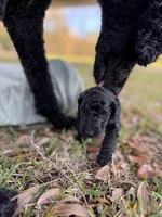 Accepting Deposits!-Macchiato, a  Poodle - Standard  for sale in Nederland, TX – 2 of 7