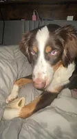 Rusty, a female Australian Shepherd for sale in Dunbar, WV – 2 of 4