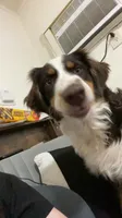 Rusty, a female Australian Shepherd for sale in Dunbar, WV – 3 of 4