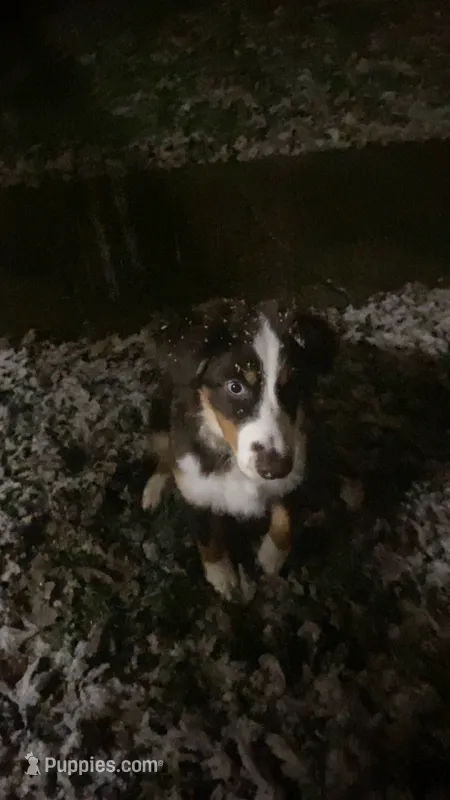 Rusty – Australian Shepherd puppy for sale in Dunbar, WV