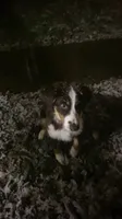 Rusty, a female Australian Shepherd for sale in Dunbar, WV – 1 of 4