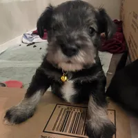 Castiel, a male Miniature Schnauzer for sale in Claremore, OK – Photo 6 of 8