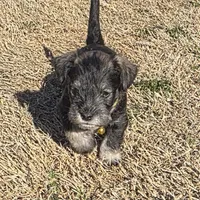 Castiel, a male Miniature Schnauzer for sale in Claremore, OK – Photo 1 of 8