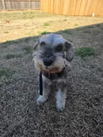 Castiel, a male Miniature Schnauzer for sale in Claremore, OK – Photo 8 of 8