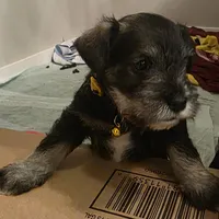 Castiel, a male Miniature Schnauzer for sale in Claremore, OK – Photo 4 of 8