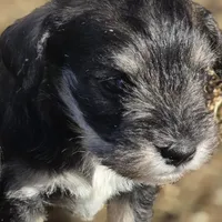 Castiel, a male Miniature Schnauzer for sale in Claremore, OK – Photo 2 of 8