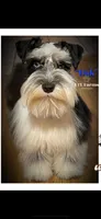 Castiel, a male Miniature Schnauzer for sale in Claremore, OK – Photo 7 of 8