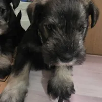 Castiel, a male Miniature Schnauzer for sale in Claremore, OK – Photo 3 of 8