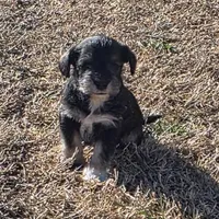 Castiel, a male Miniature Schnauzer for sale in Claremore, OK – Photo 5 of 8