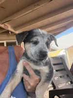 Blaze, a male Australian Cattle Dog for sale in Tucson, AZ – 1 of 1