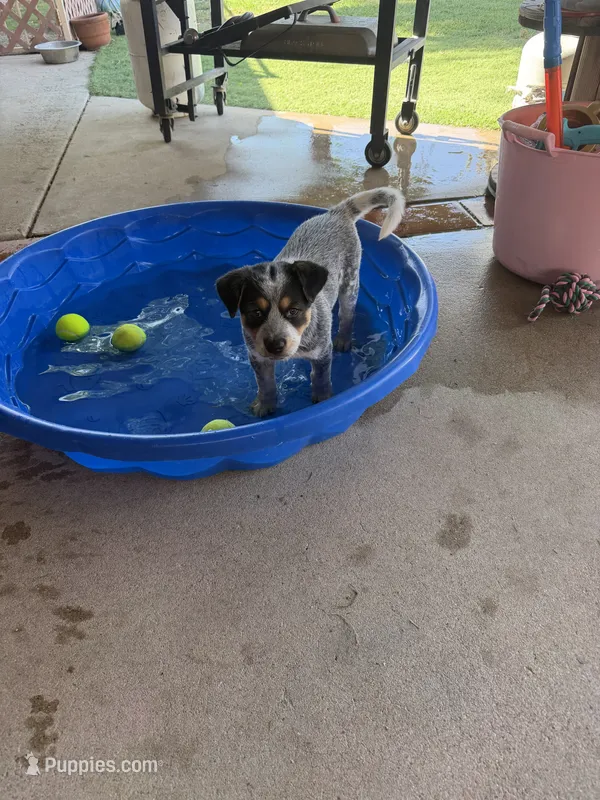Duces – Australian Cattle Dog puppy for sale in Tucson, AZ