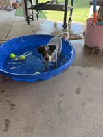 Duces, a male Australian Cattle Dog for sale in Tucson, AZ – 1 of 1