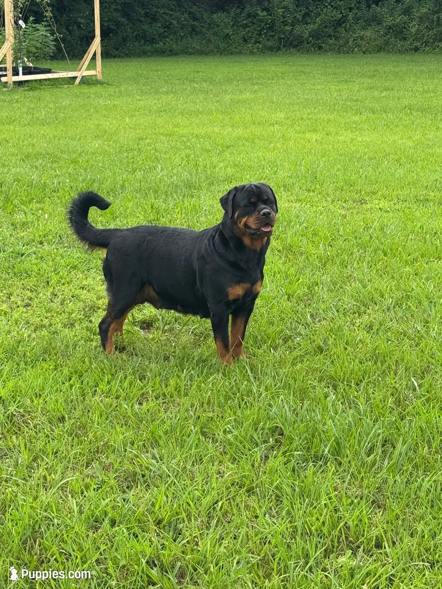 Red, a male Rottweiler for sale in Town Creek, AL – 3 of 4