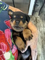 Purple, a female Rottweiler for sale in Town Creek, AL – 2 of 10