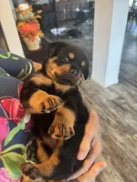 Yellow, a female Rottweiler for sale in Town Creek, AL – 1 of 9