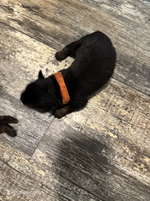 Orange – Rottweiler puppy for sale in Town Creek, AL