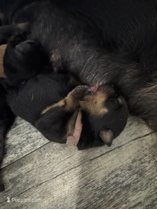 Pink – Rottweiler puppy for sale in Town Creek, AL