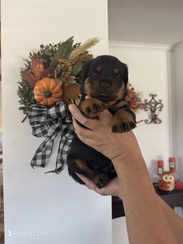 Pink – Rottweiler puppy for sale in Town Creek, AL