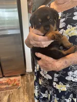 Purple, a female Rottweiler for sale in Town Creek, AL – 8 of 10
