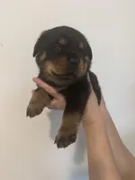 processed/3e996ce3-ff68-4df9-bfb5-52acfc147323/listing/17492208-f257-4f6f-8b1c-296dd5266626/1904d0f9-331d-4733-886c-c958a0b675d4