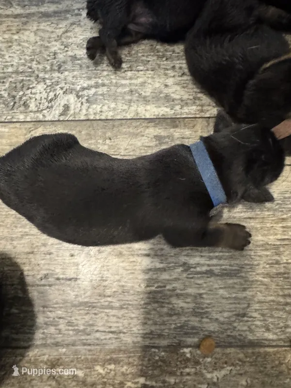 Blue – Rottweiler puppy for sale in Town Creek, AL