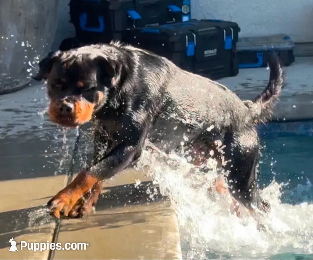 Red, a male Rottweiler for sale in Town Creek, AL – 4 of 4