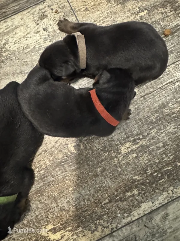 Red – Rottweiler puppy for sale in Town Creek, AL