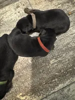 Red, a male Rottweiler for sale in Town Creek, AL – 1 of 4