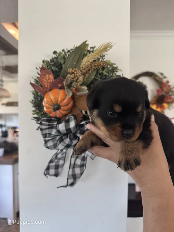 Orange – Rottweiler puppy for sale in Town Creek, AL
