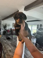 Purple, a female Rottweiler for sale in Town Creek, AL – 5 of 10