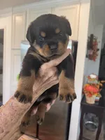 Purple, a female Rottweiler for sale in Town Creek, AL – 4 of 10