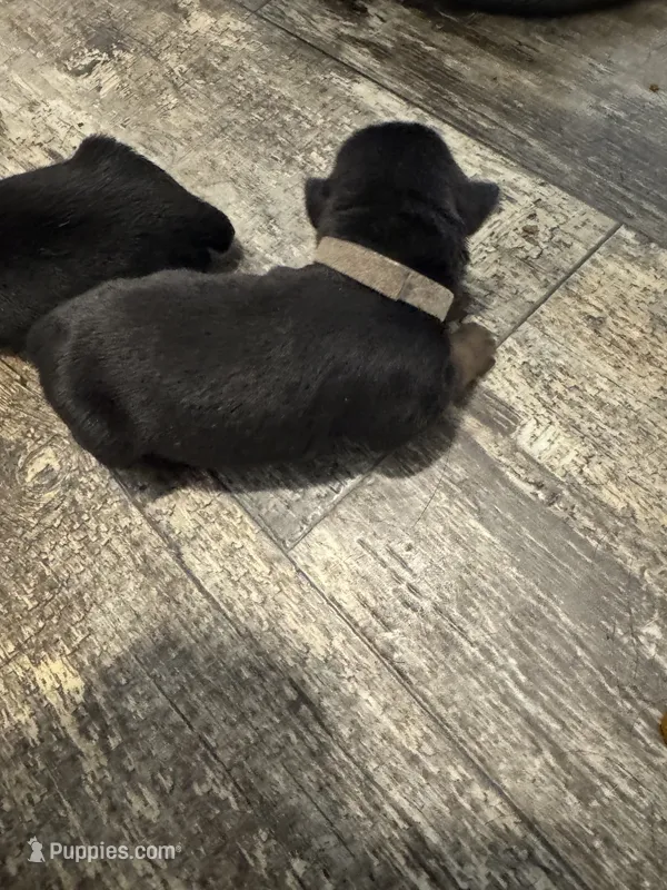 Gray – Rottweiler puppy for sale in Town Creek, AL