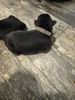 Gray, a male Rottweiler for sale in Town Creek, AL – 1 of 1