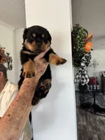 Orange, a female Rottweiler for sale in Town Creek, AL – 3 of 7