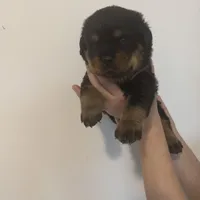 Brown, a male Rottweiler for sale in Town Creek, AL – Photo 9 of 9