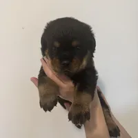 Brown, a male Rottweiler for sale in Town Creek, AL – Photo 6 of 9