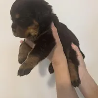 Brown, a male Rottweiler for sale in Town Creek, AL – Photo 8 of 9