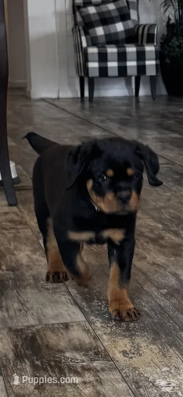 Brown – Rottweiler puppy for sale in Town Creek, AL