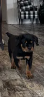 Brown, a male Rottweiler for sale in Town Creek, AL – Photo 1 of 9