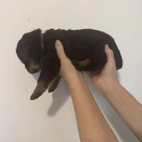 Brown, a male Rottweiler for sale in Town Creek, AL – Photo 7 of 9