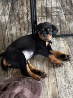 Brown, a male Rottweiler for sale in Town Creek, AL – Photo 3 of 9